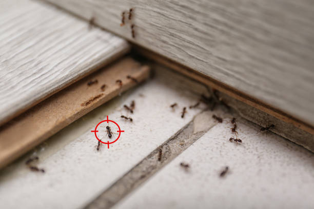 Best Pest Prevention Services  in Ypsilanti, MI